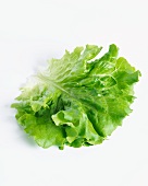 A lettuce leaf (lactuca sativa var. capitata)