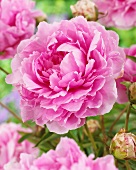 Rosafarbene Pfingstrosenblüten (Paeonia Sweet Harmony)