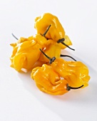 'Madame Jeanette' yellow chilli peppers (capsicum chinese)