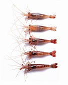 Five prawns on a white surface