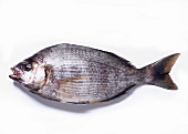 Seabream on a White Background