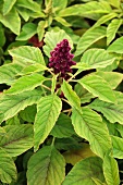 An amaranth plant with a flower