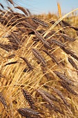 Dark emmer wheat (ears in a field)