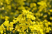 Flowering oilseed rape (close-up)