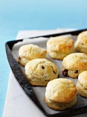 Raisins scones on a baking tray