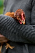 Woman holding live hen