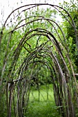 A willow tunnel in a garden