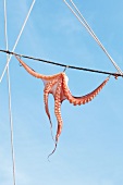 An octopus hanging out to dry