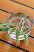 Ears of wheat in a glass of water