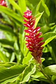 Red ginger (Alpina purpurata)