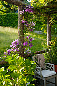 Pergola im Garten mit blühender Clematis und Holzstuhl