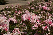 Pink roses in a park