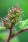 A blackberry plant (close-up)