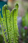 Fern tips (close-up)