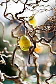 Easter eggs hung on a willow branch