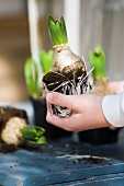 A hand holding an amaryllis bulb