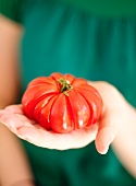 Hand hält eine Tomate