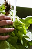 A hand washing a butterhead lettuce