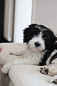 A black and white dog on a sofa