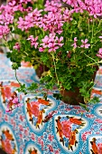 Hanging scented geraniums in flower pots