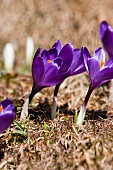 Crocuses in a field