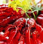 Cooked crayfish with dill (close-up)
