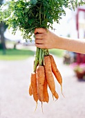 A hand holding a bunch of fresh carrots