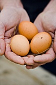 Hands holding brown eggs