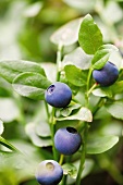 Blueberries on a bush (close-up)