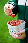 Hand hält Pappschale mit Erdbeeren