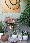 Rustic plant table with clay pots in a leafy courtyard