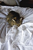 Hauskatze auf Bett mit weisser Bettwäsche