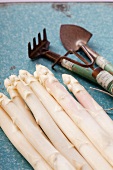 White asparagus and garden tools