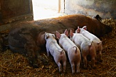 Piglets Nursing on a Farm