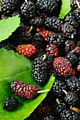 Fresh Mulberries