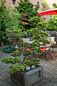 Patio with plants, red parasol and garden furniture