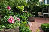 Peonies (Paeonia) in the front garden with path and seating area