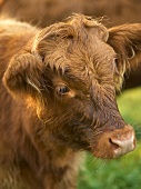 Baby Brown Cow