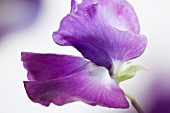 Violet sweet peas (close-up)