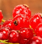 Rote Johannisbeeren mit Wassertropfen (Nahaufnahme)