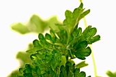 Parsley with droplets of water (close-up)