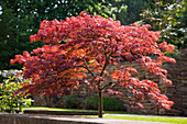 Japanese maple (Acer palmatum) in a garden in the sunshine