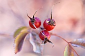 Rose hips with leaves