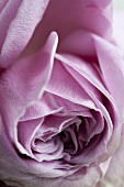Pink, scented rose (close-up)