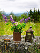 Stillleben mit Lupinen in einer alten Kanne und Laterne im Freien