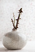 Ceramic vase with pieces of rose stem