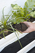 Planting various plants in white window box