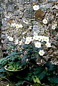 Autumn anemone (Anemone hupehensis) in front of a stone wall in the garden