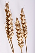 Three ears of wheat