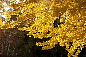 Gingko tree